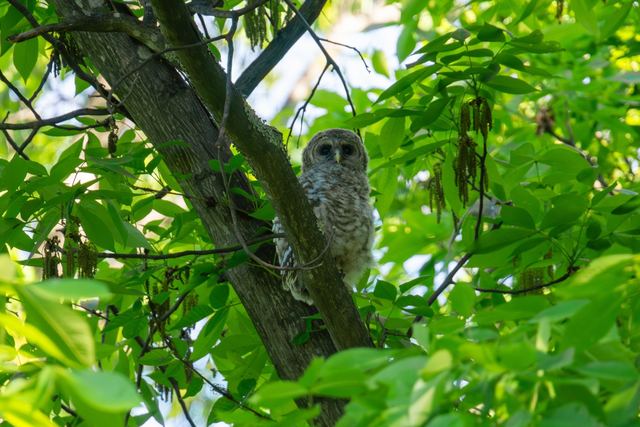 Barred Owl