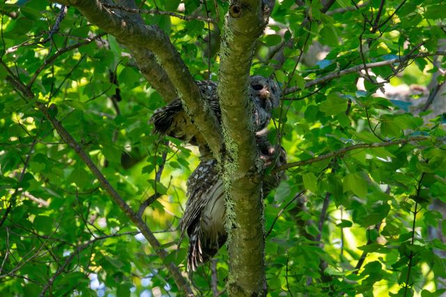 Barred Owl