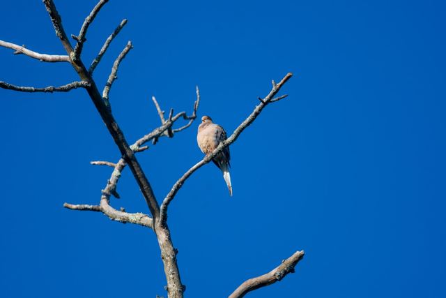 Mourning Dove
