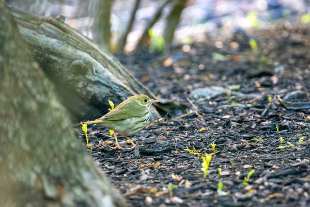 Ovenbird