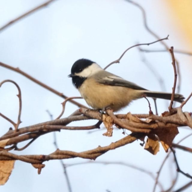 Black-capped Chickadee