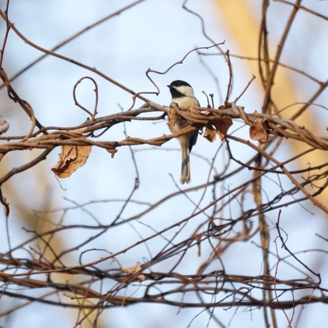 Black-capped Chickadee