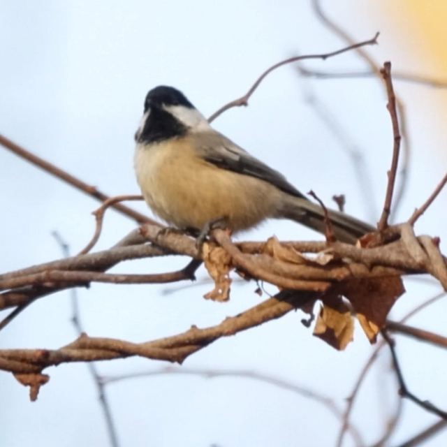 Black-capped Chickadee