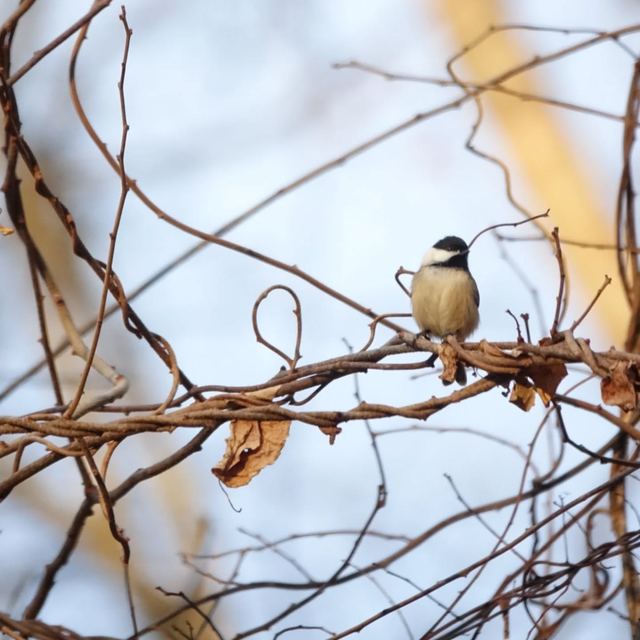 Black-capped Chickadee