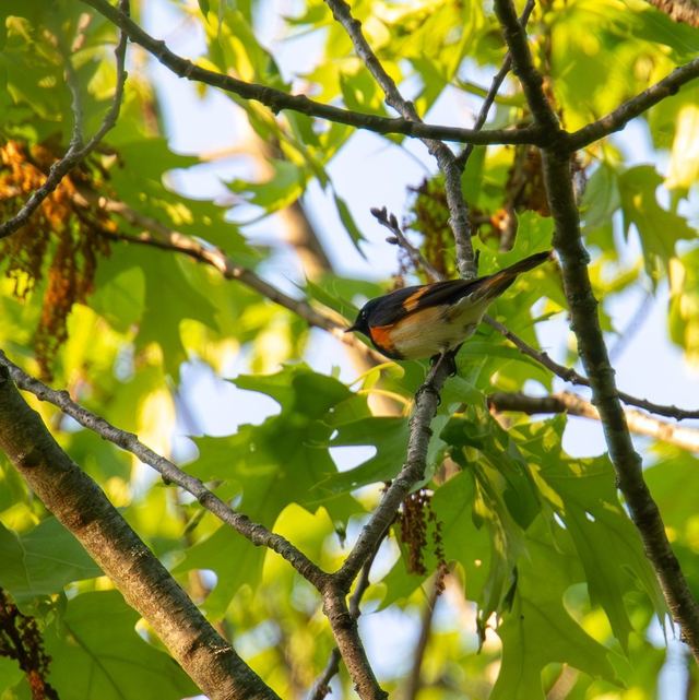 American Redstart