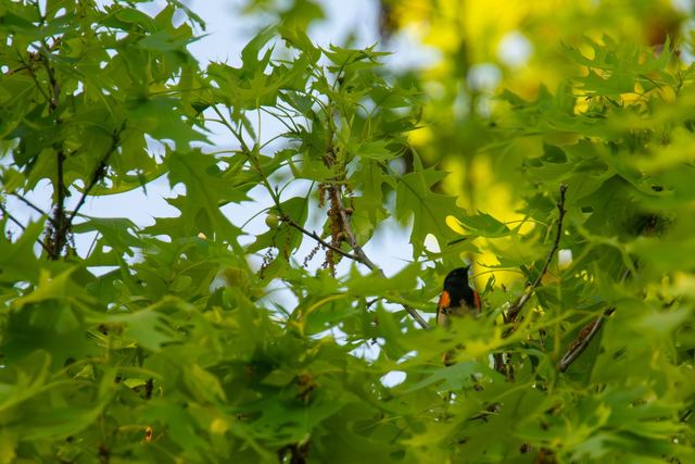 American Redstart