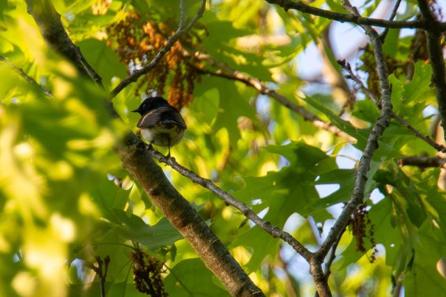 American Redstart