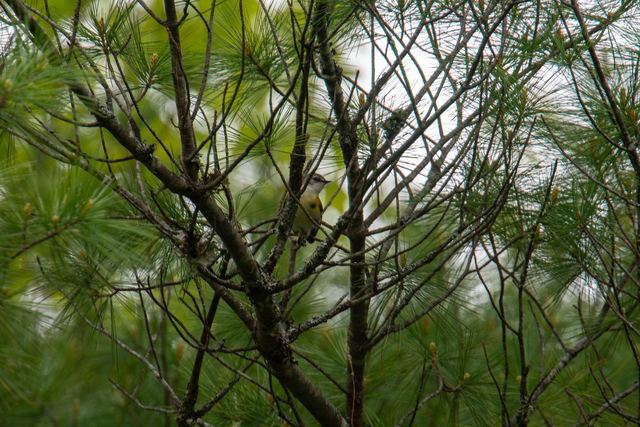 American Redstart