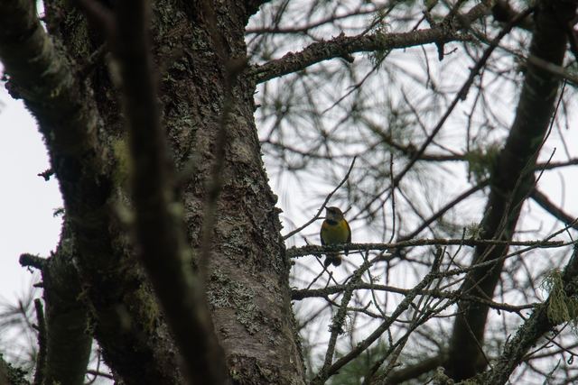 American Redstart