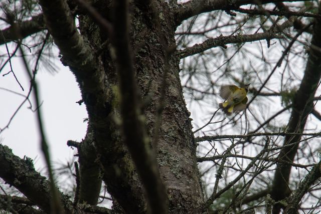 American Redstart
