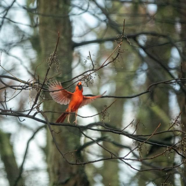 Northern Cardinal