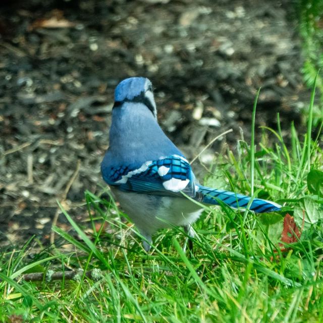 Blue Jay