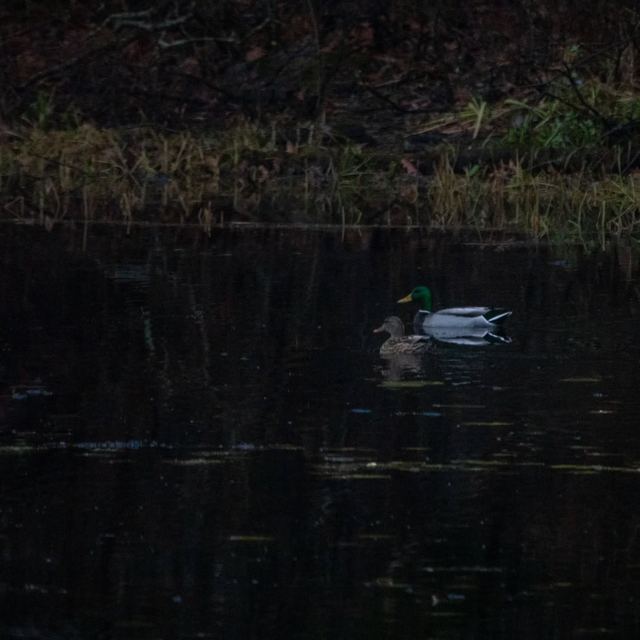 Mallard