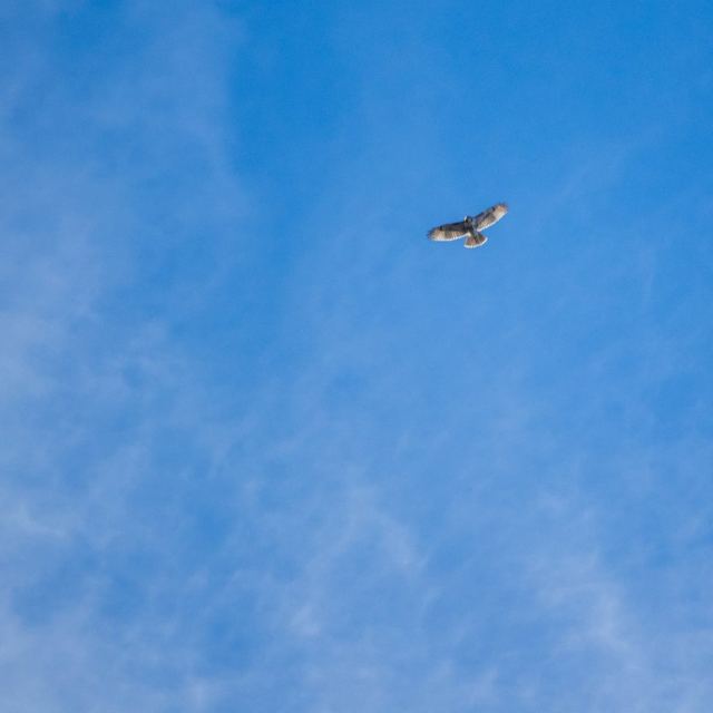 Red-tailed Hawk