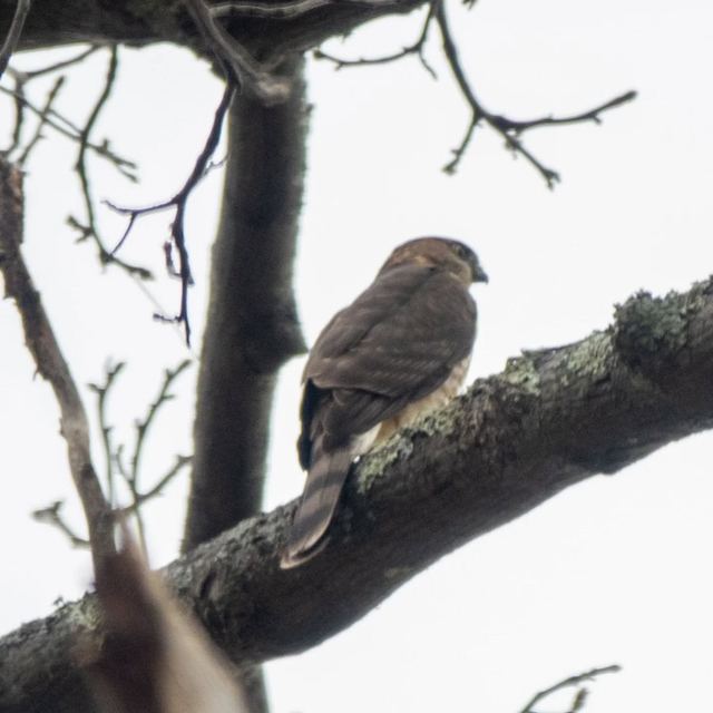 Sharp-shinned Hawk