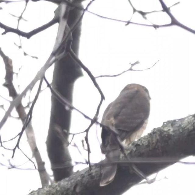 Sharp-shinned Hawk
