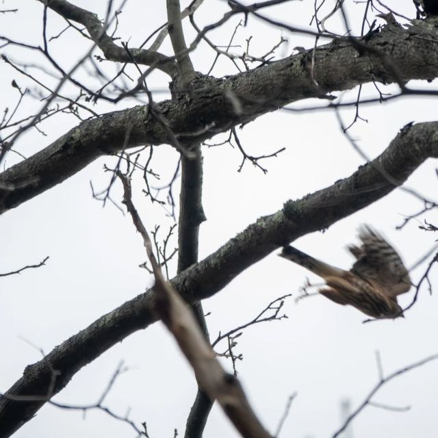 Sharp-shinned Hawk