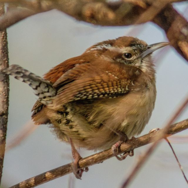 Carolina Wren