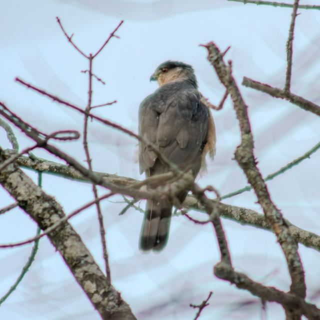 Sharp-shinned Hawk