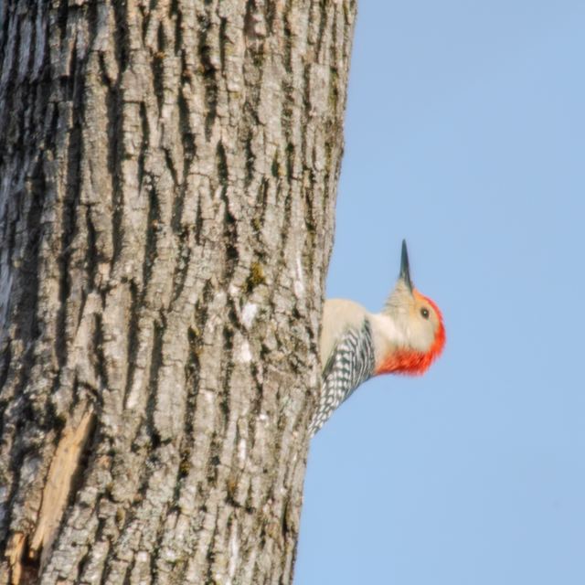 Red-bellied Woodpecker