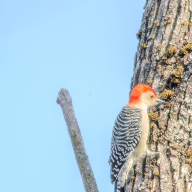 Red-bellied Woodpecker