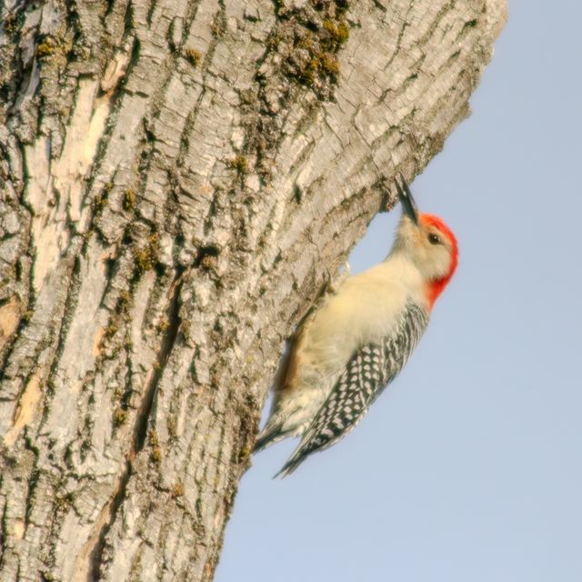 Red-bellied Woodpecker