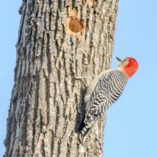 Red-bellied Woodpecker