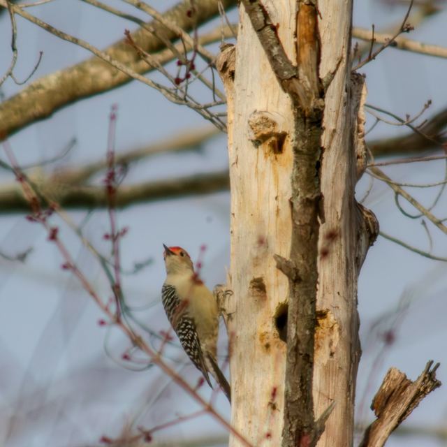 Red-bellied Woodpecker