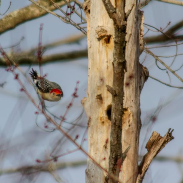 Red-bellied Woodpecker
