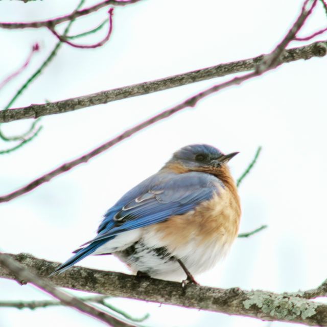 Eastern Bluebird