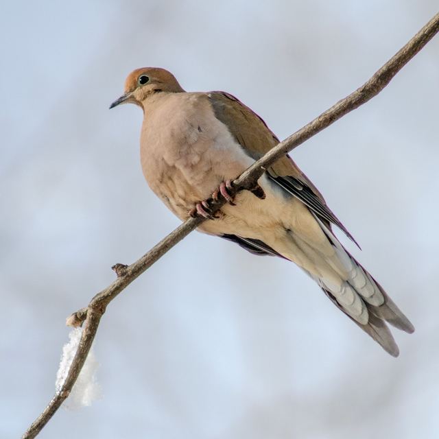 Mourning Dove