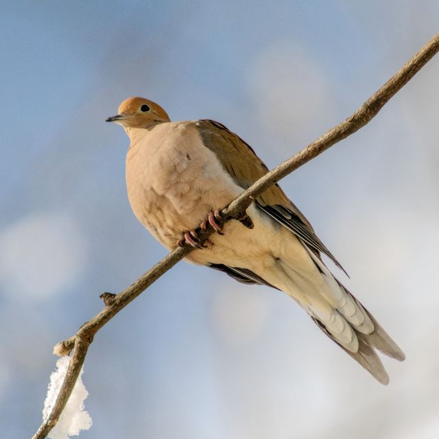 Mourning Dove