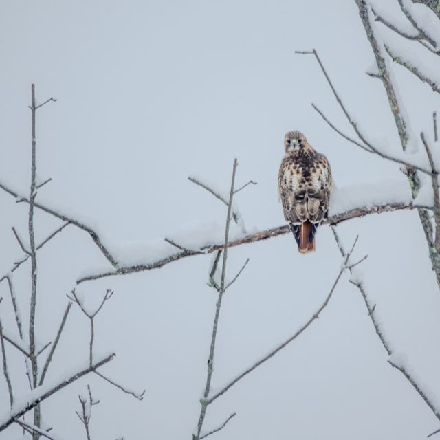 Red-tailed Hawk