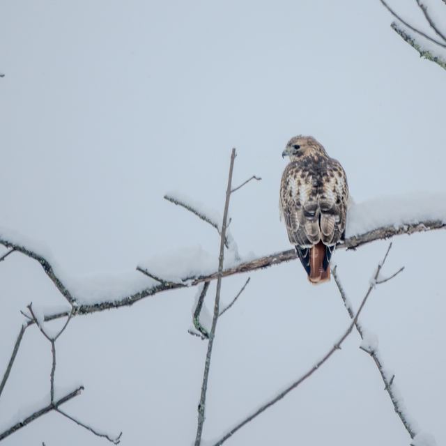 Red-tailed Hawk