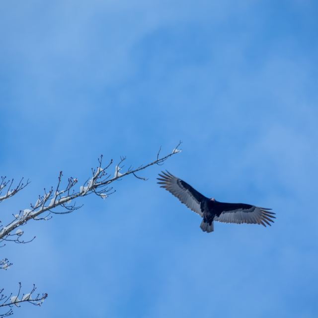 Turkey Vulture