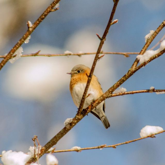 Eastern Bluebird