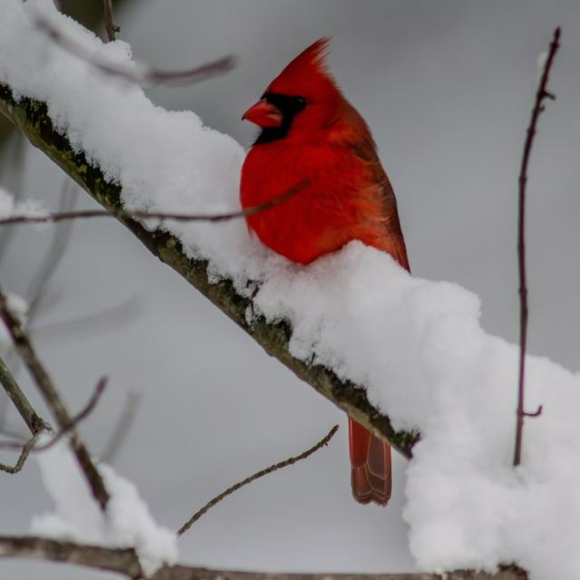 Northern Cardinal