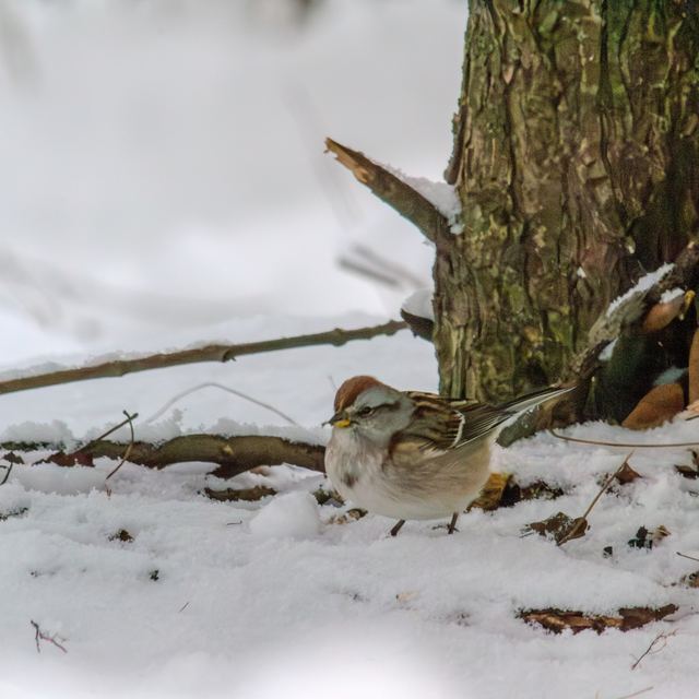 American Tree Sparrow