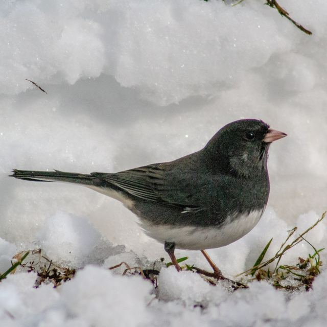Dark-eyed Junco