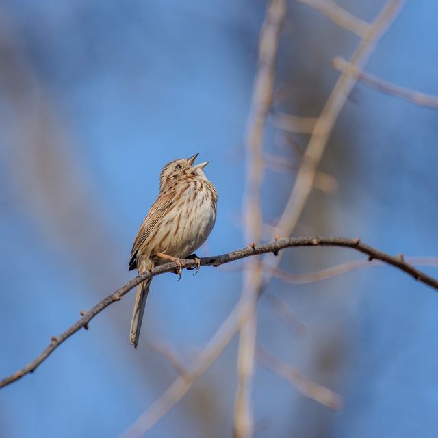 Song Sparrow