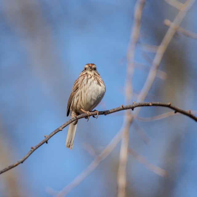 Song Sparrow