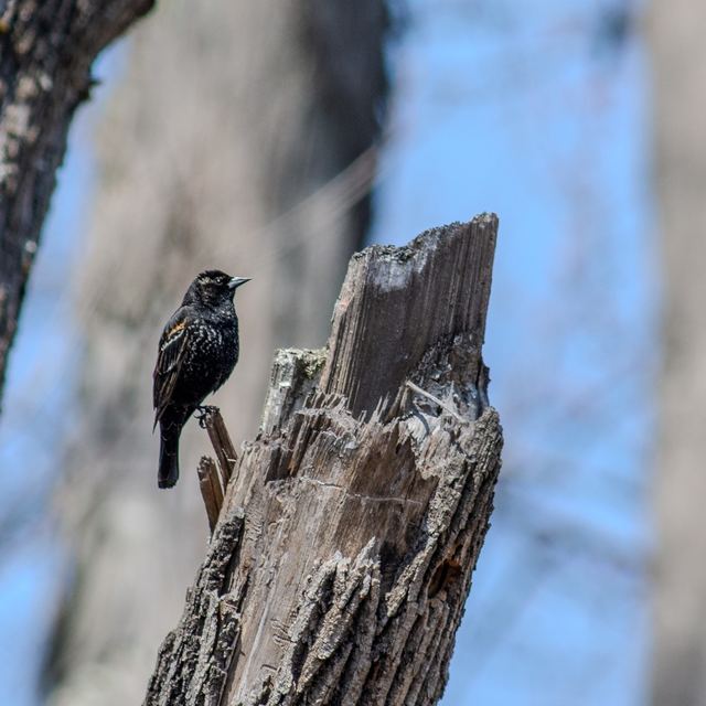 Red-winged Blackbird
