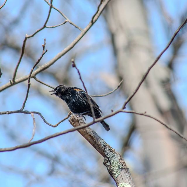 Red-winged Blackbird