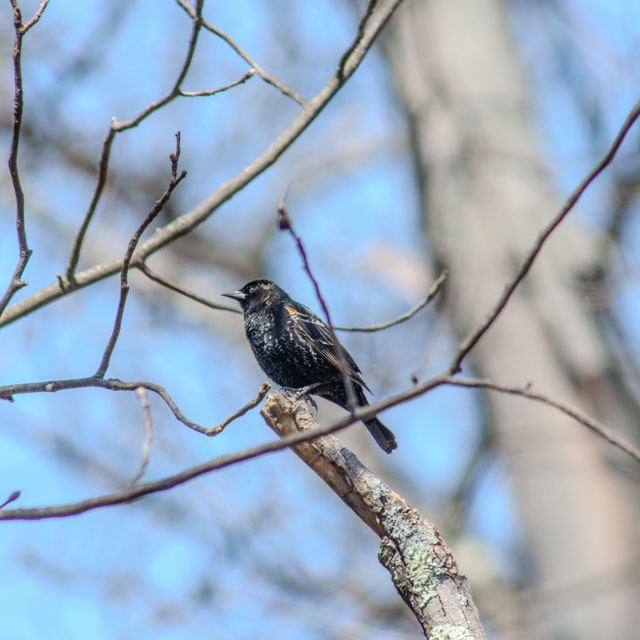 Red-winged Blackbird