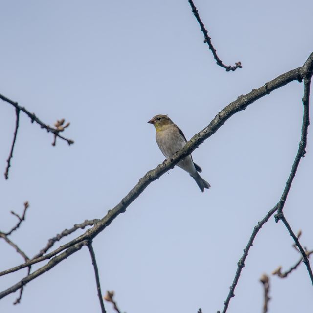 American Goldfinch