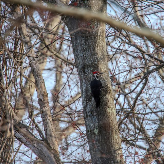 Pileated Woodpecker