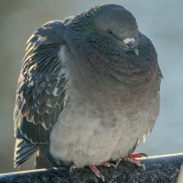 Rock Pigeon