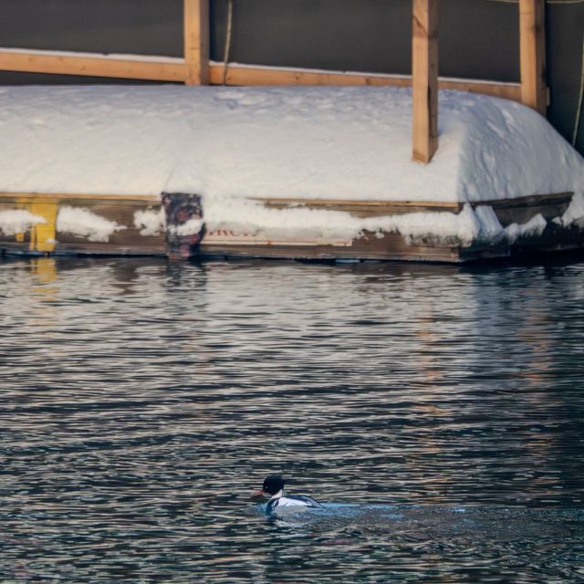 Red-breasted Merganser