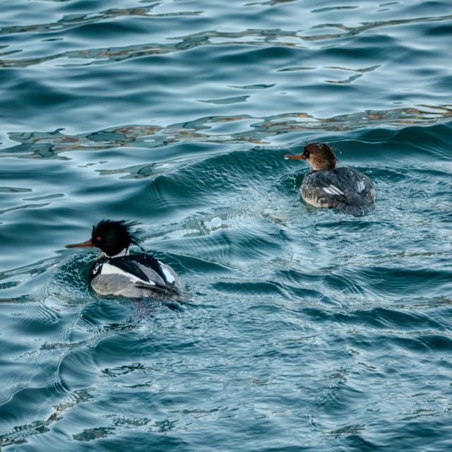 Red-breasted Merganser