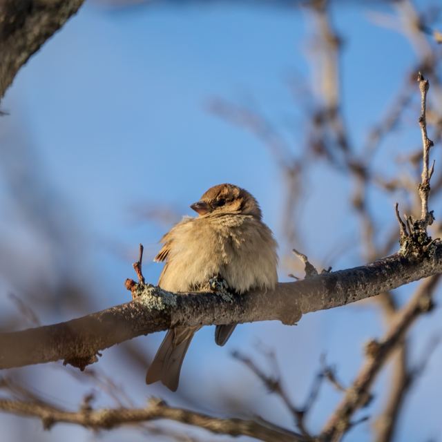 House Sparrow